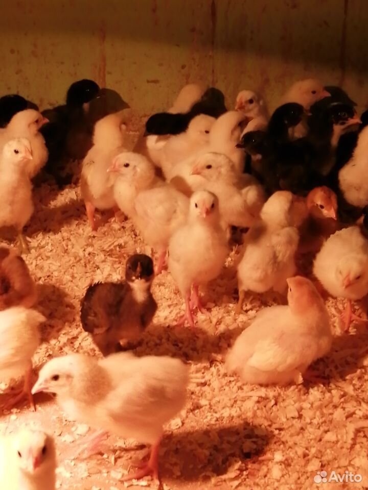 Цыплята разных пород купить на Зозу.ру - фотография № 3
