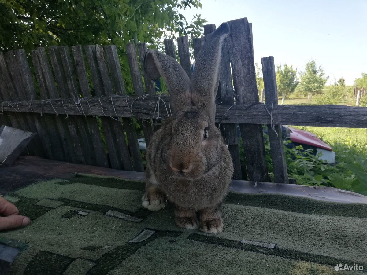 Кролик Бельгийский великан купить на Зозу.ру - фотография № 3