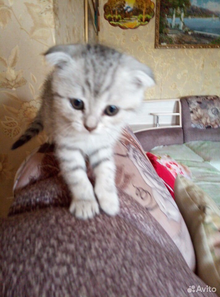 Шотландский котик купить на Зозу.ру - фотография № 1