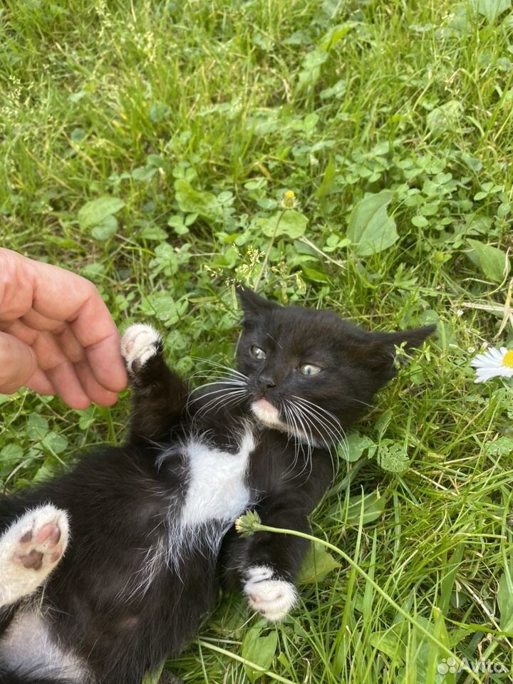 Кошечка котёнок ищет добрых хозяев купить на Зозу.ру - фотография № 1