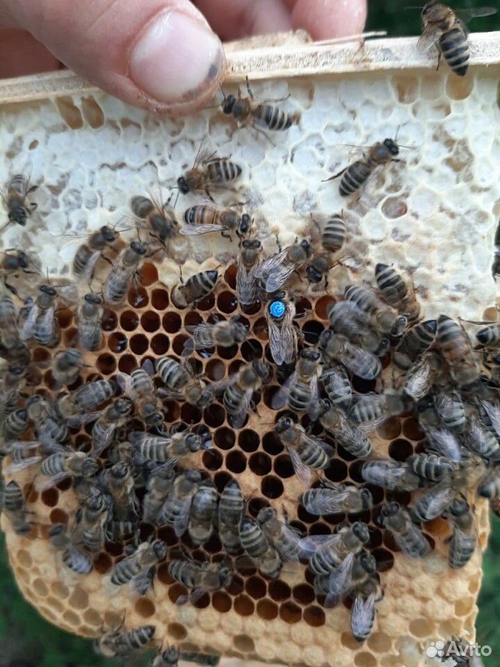 Пчеломатки купить на Зозу.ру - фотография № 5