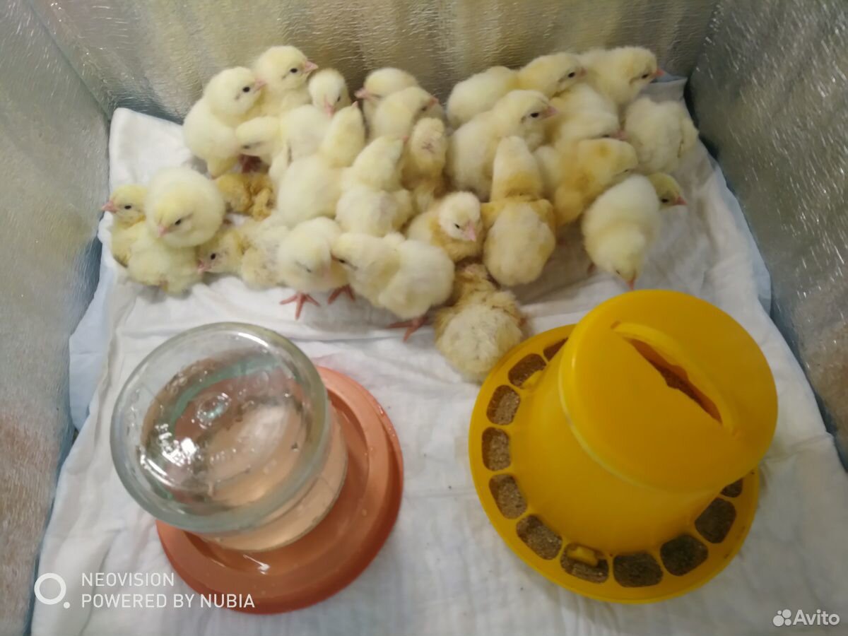 Цыплята Кобб 500 (Чехия) купить на Зозу.ру - фотография № 1