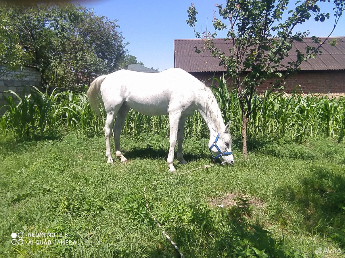 Чистокровная арабская лошадь. с красным паспортом купить на Зозу.ру - фотография № 1