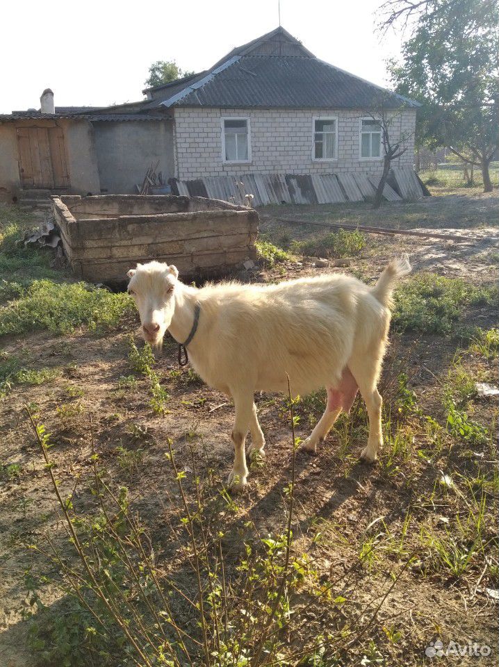 Коза молочная с козочкой купить на Зозу.ру - фотография № 2