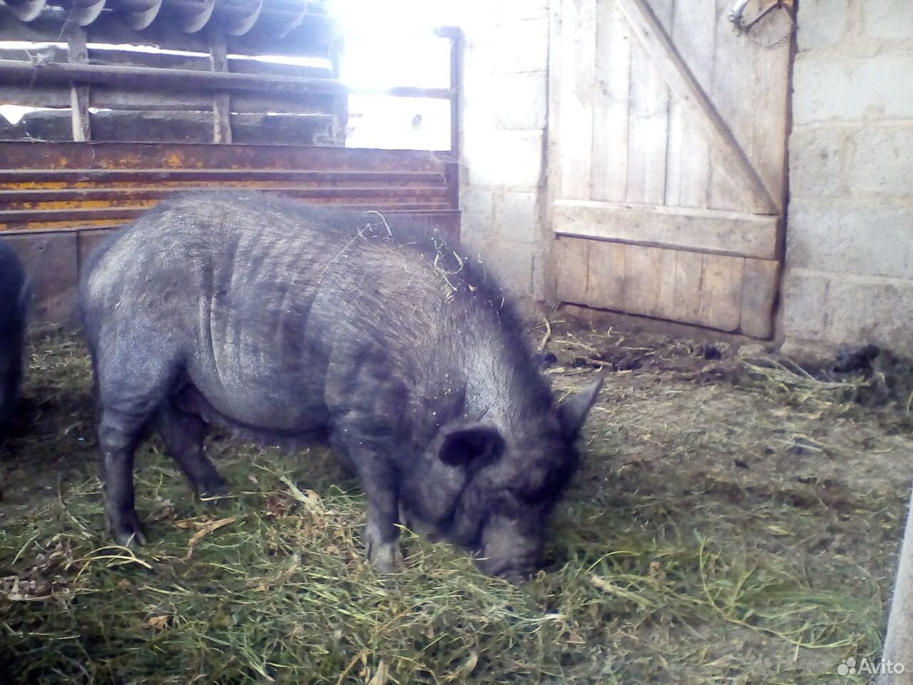 Продается вьетнамская свинья купить на Зозу.ру - фотография № 1