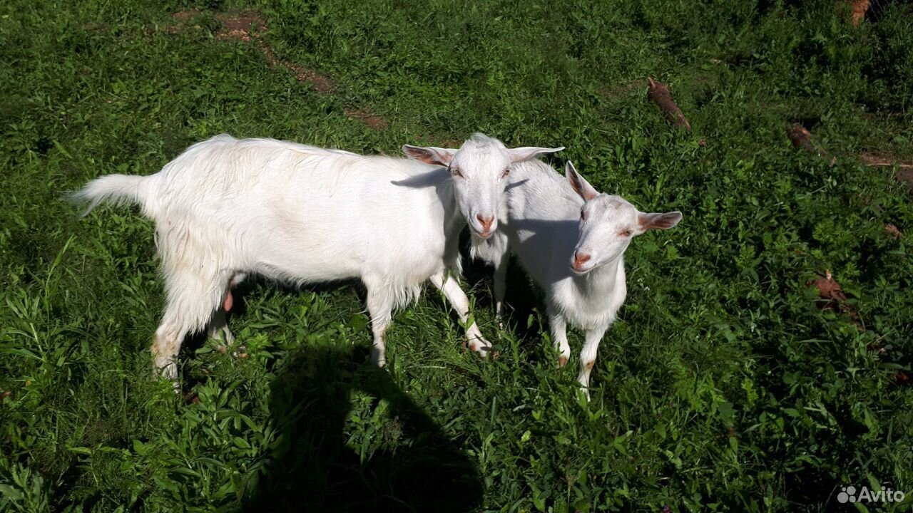 Зааненская коза, 2 козы купить на Зозу.ру - фотография № 1