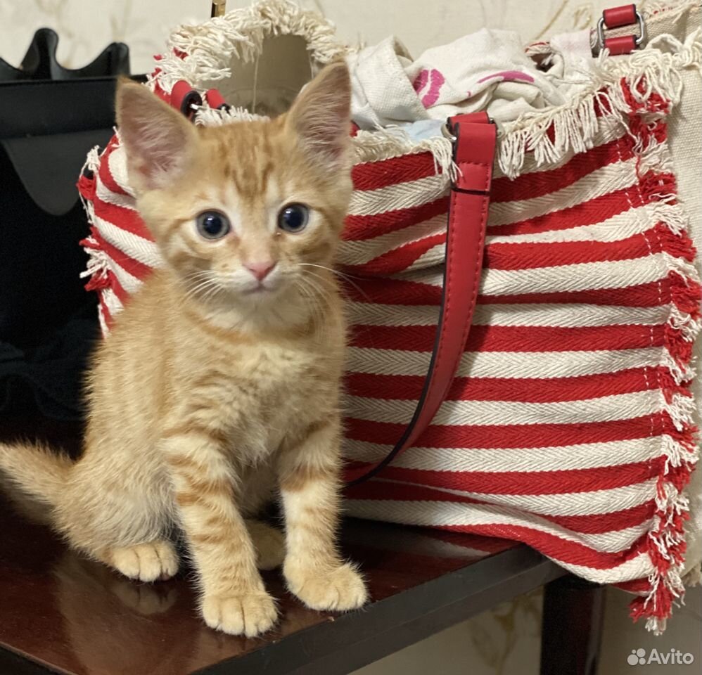 Рыжий котёнок в хорошие руки купить на Зозу.ру - фотография № 1