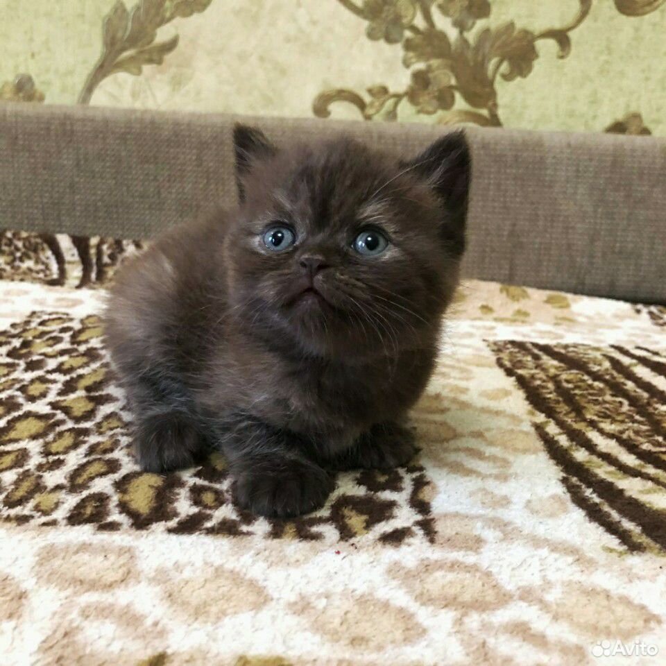 котята курск