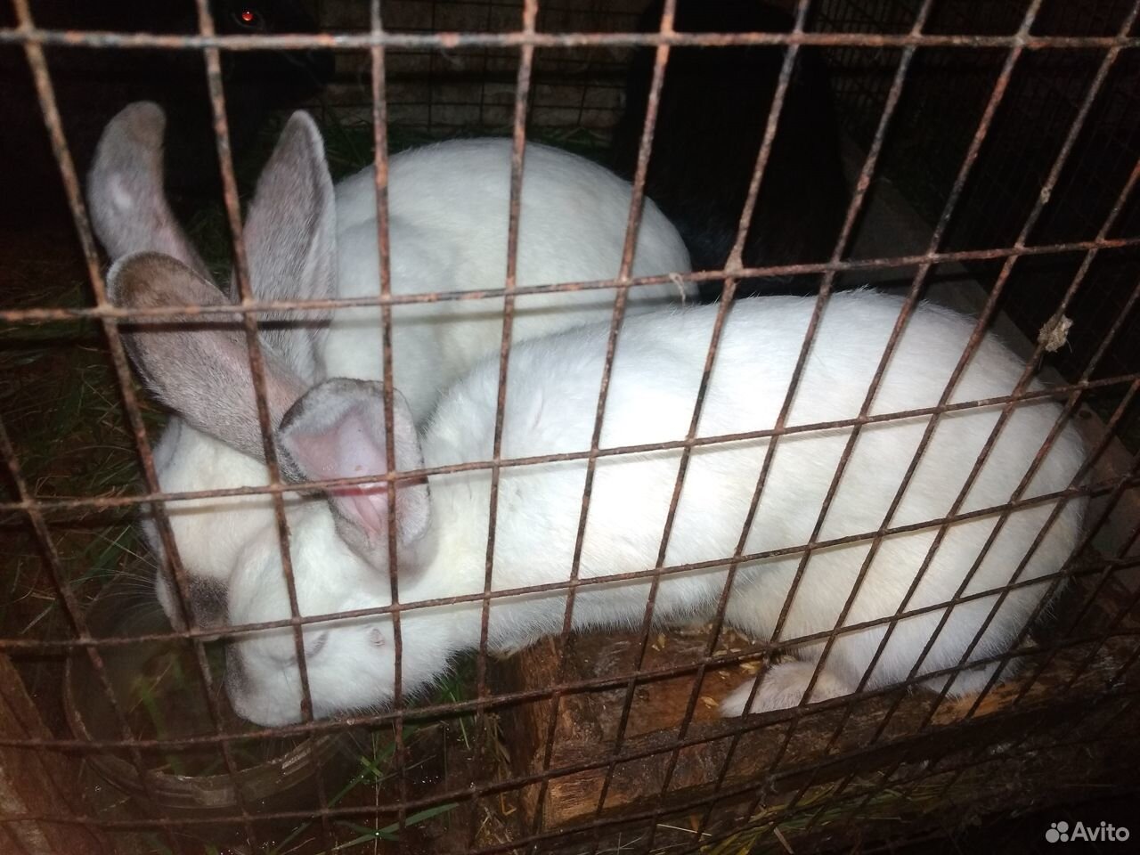Кролы, крольчихи и крольчата купить на Зозу.ру - фотография № 2