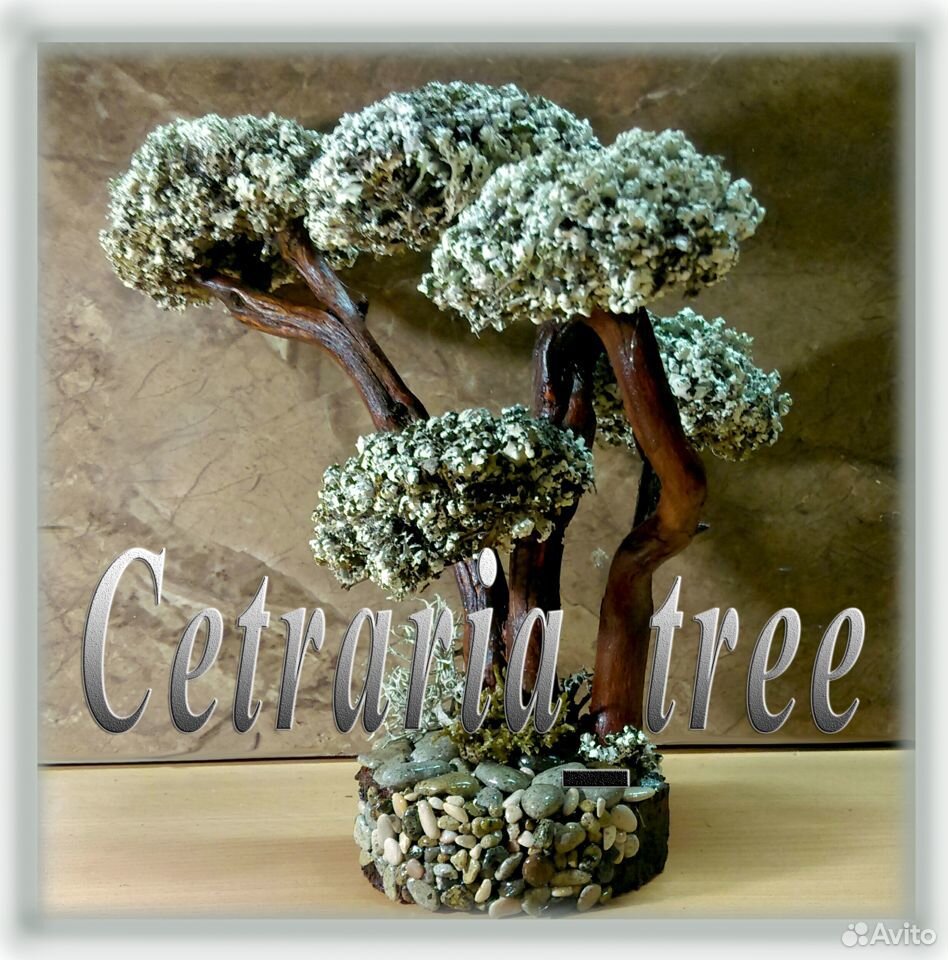 Цетрария дерево купить на Зозу.ру - фотография № 1