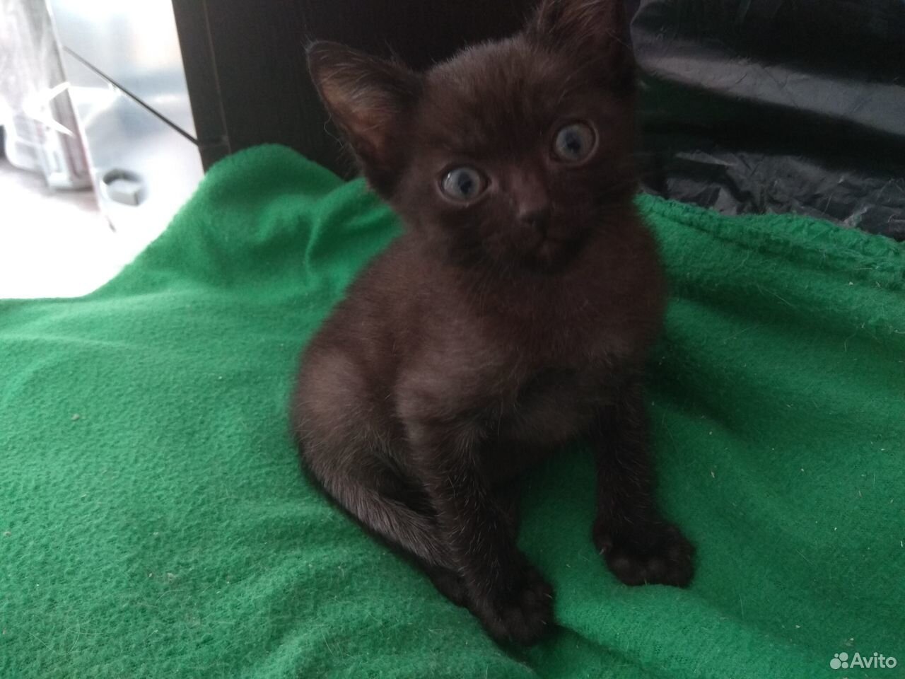 Черный котенок. Мальчик 2 месяца купить на Зозу.ру - фотография № 1