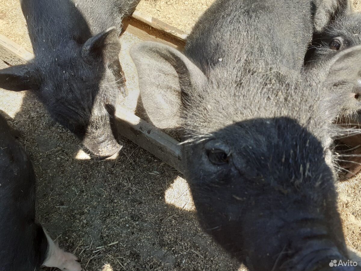 Ветнамские веслобрюхие свиньи купить на Зозу.ру - фотография № 7