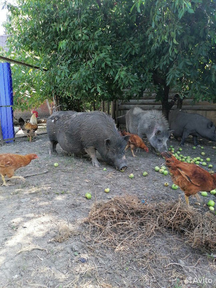 Продам вьетнамских свиней (поросных) купить на Зозу.ру - фотография № 3