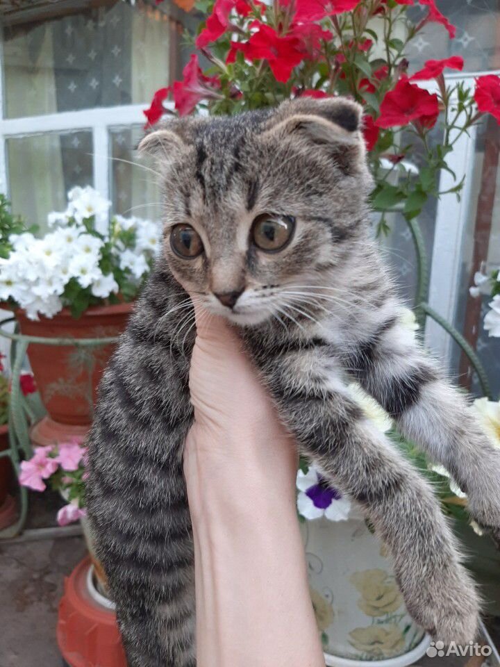 Вислоухий котенок девочка купить на Зозу.ру - фотография № 4