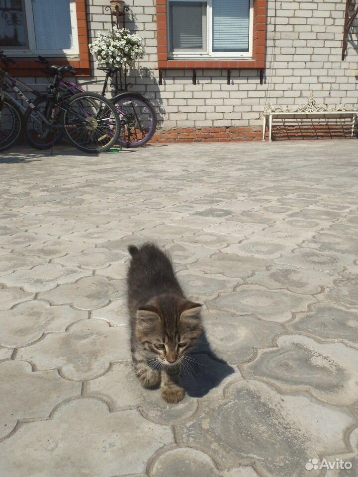 Два котёнка бесплатно купить на Зозу.ру - фотография № 7