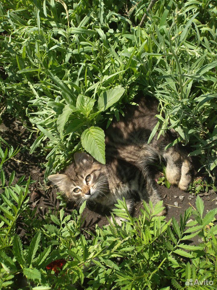 Два котёнка бесплатно купить на Зозу.ру - фотография № 10