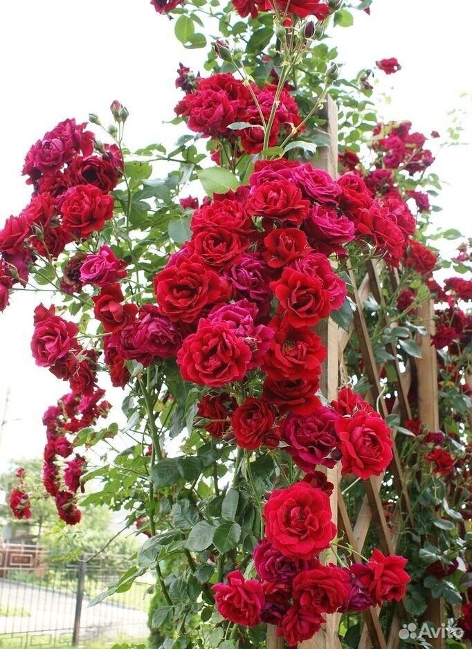 Плетистая роза (Красная набивная) купить на Зозу.ру - фотография № 2