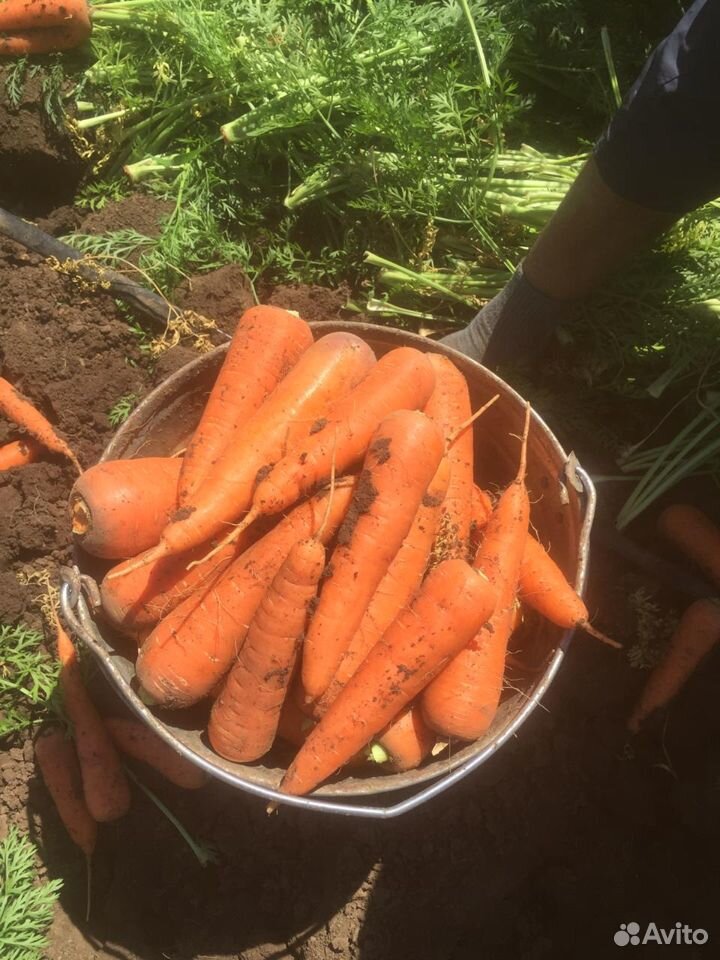 Морковь "Абако" урожай 2020 купить на Зозу.ру - фотография № 2