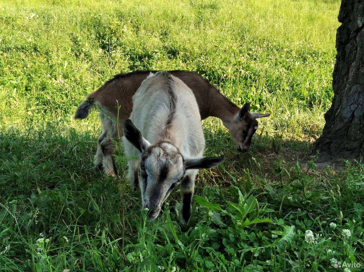Продается коза вторым окотом с козлятами купить на Зозу.ру - фотография № 3