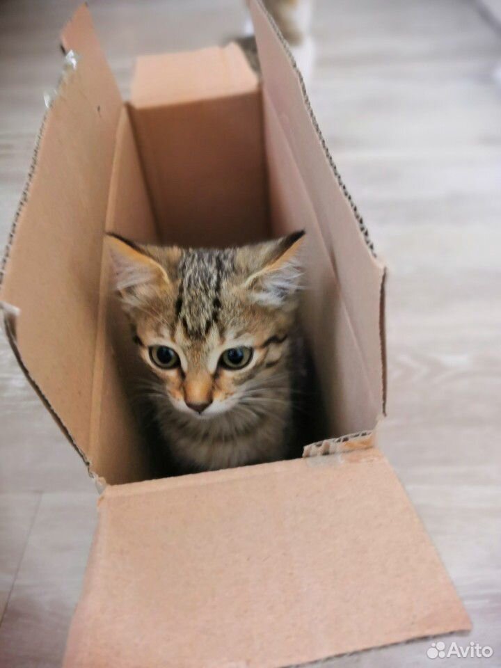 Котенок в дар купить на Зозу.ру - фотография № 3
