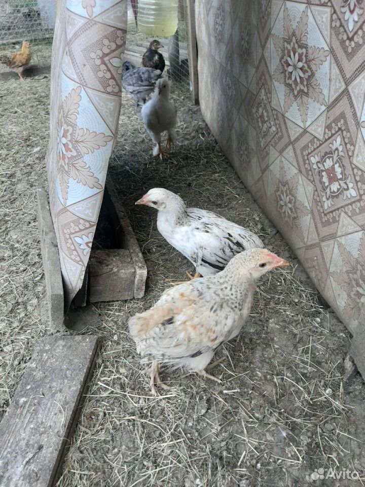Цыплята купить на Зозу.ру - фотография № 4