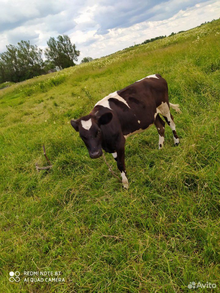 Корово доения купить на Зозу.ру - фотография № 6