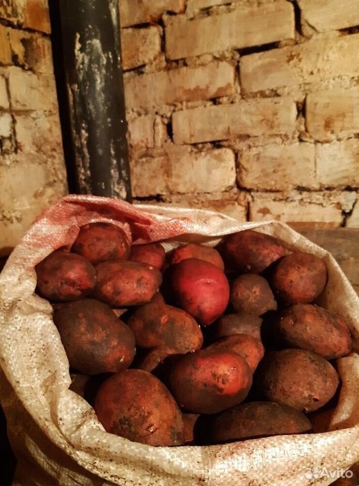 Продам картофель домашний купить на Зозу.ру - фотография № 1