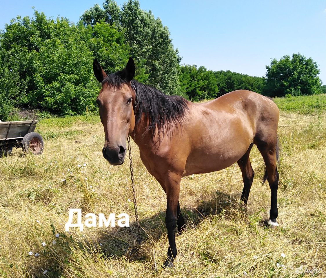 Лошадь, выносливая красавица по имени Дама. Продаё купить на Зозу.ру - фотография № 1