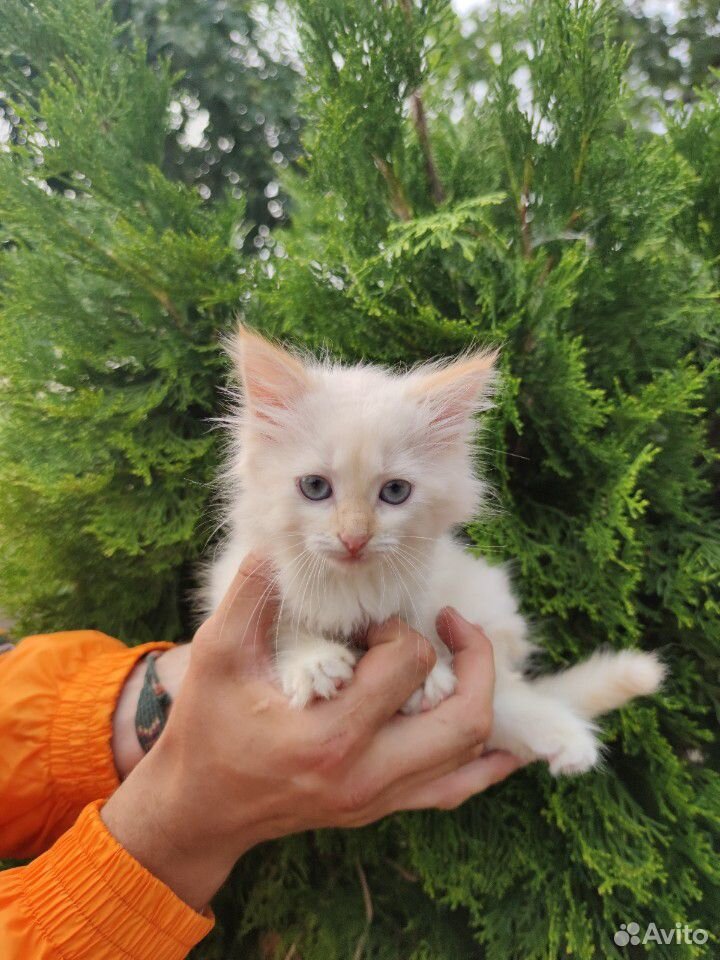 Котенок белый с голубыми глазами купить на Зозу.ру - фотография № 8