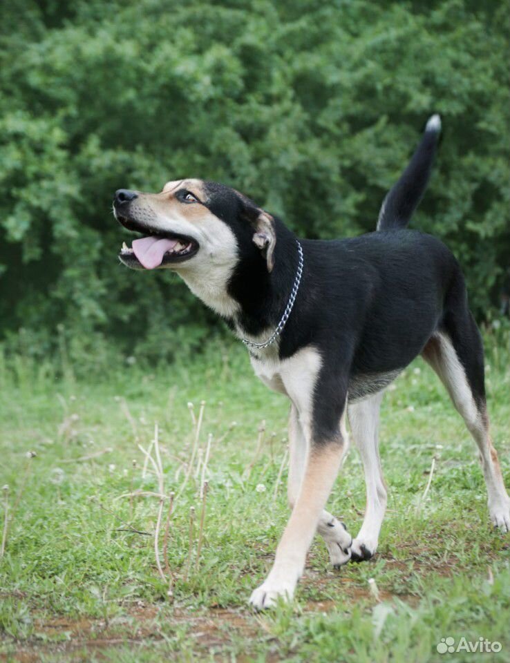 Барни-собака-компаньон, всего 1,5 года купить на Зозу.ру - фотография № 4