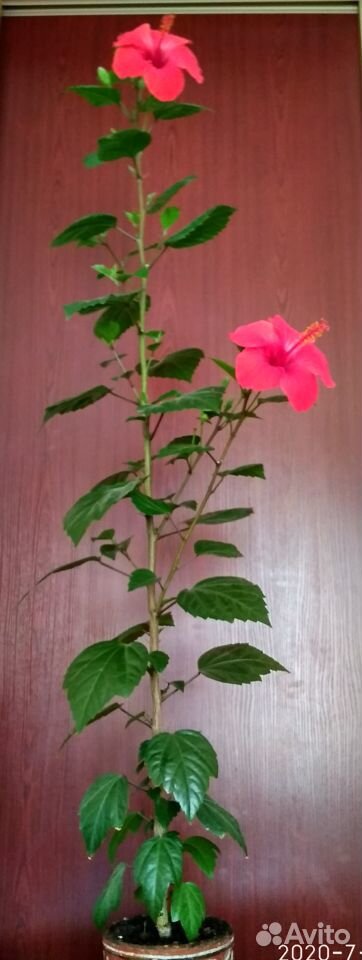 Китайская роза (Гибискус ) купить на Зозу.ру - фотография № 4