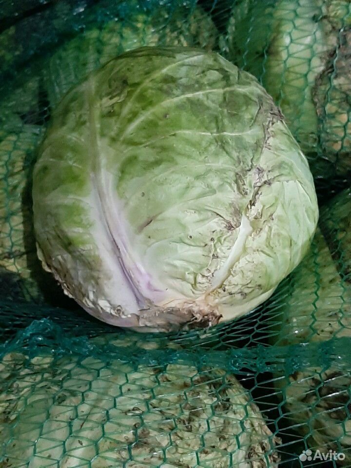 Продам белокачанную капусту купить на Зозу.ру - фотография № 2