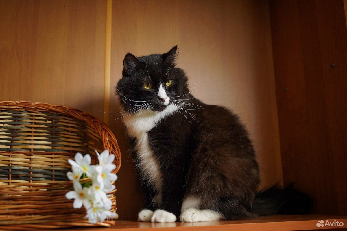 Кот в добрые руки купить на Зозу.ру - фотография № 4