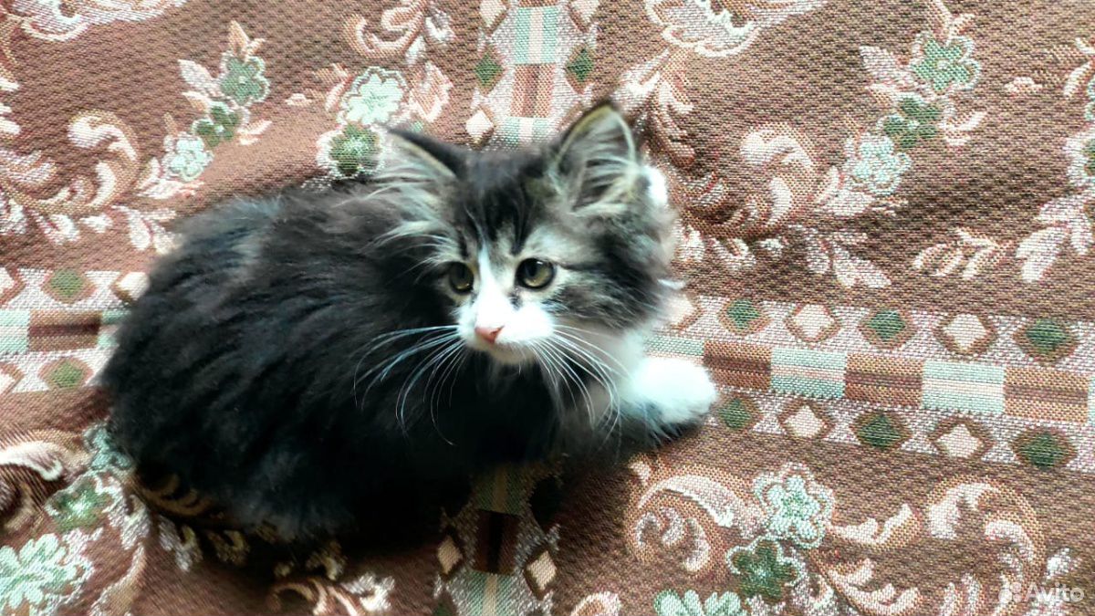 Пушистый котенок интересного окраса купить на Зозу.ру - фотография № 4