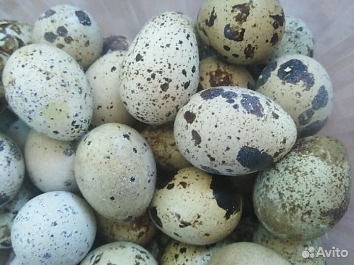 1р20к-яйцо перепелиные купить на Зозу.ру - фотография № 1