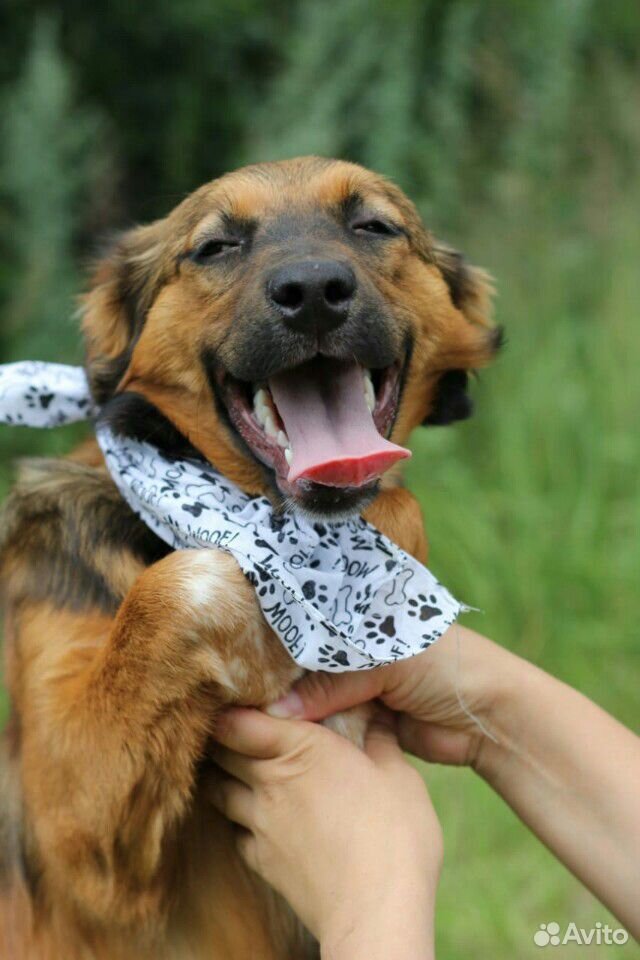 Очаровательный щенок в дар купить на Зозу.ру - фотография № 2