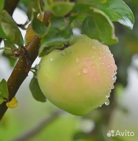 Яблоки домашние купить на Зозу.ру - фотография № 2