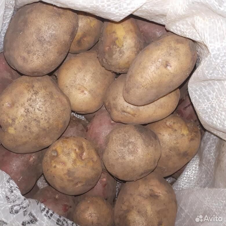 Картофель урожай 2019 года купить на Зозу.ру - фотография № 3