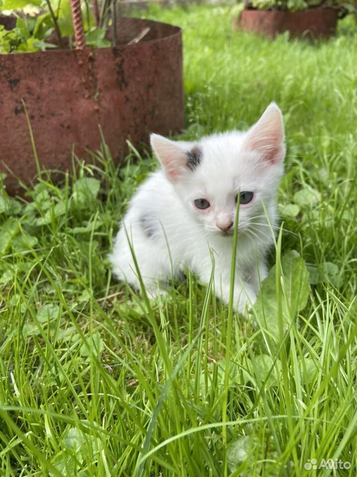 Котёнок 2 месяца купить на Зозу.ру - фотография № 3