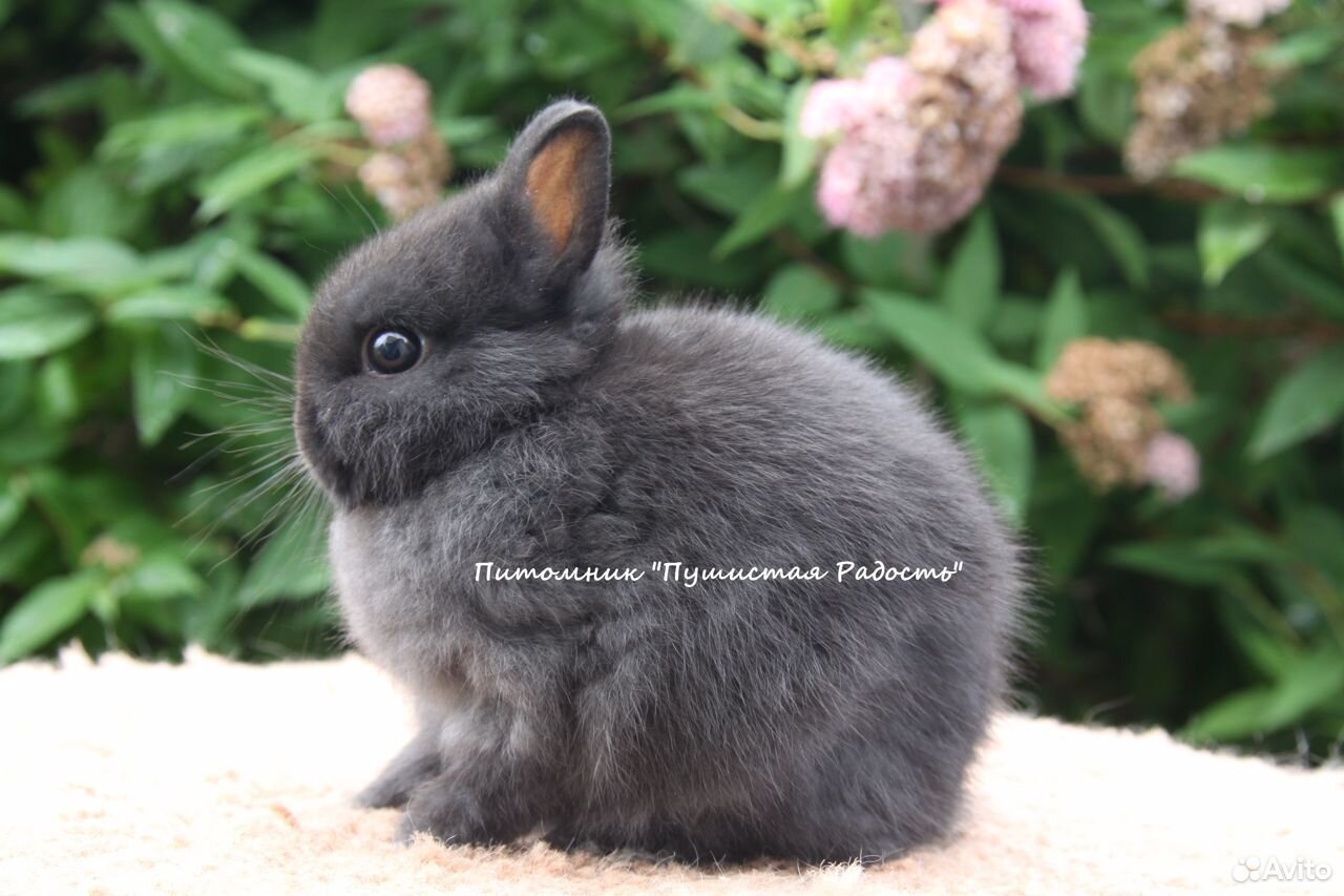 Цветные и нидерландские карликовые кролики купить на Зозу.ру - фотография № 5