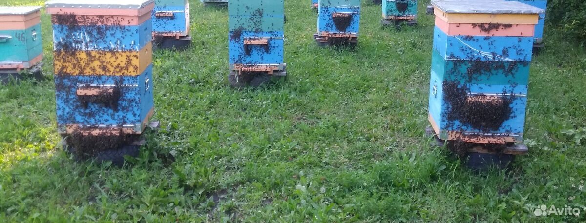 Семьи пчел купить на Зозу.ру - фотография № 1