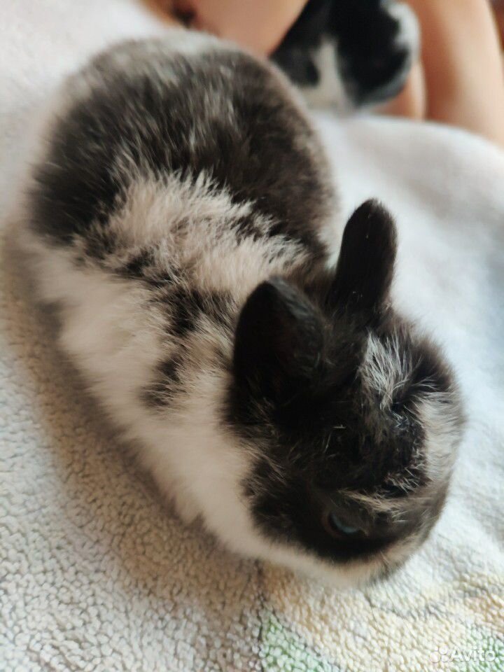 Карликовые кролики купить на Зозу.ру - фотография № 5