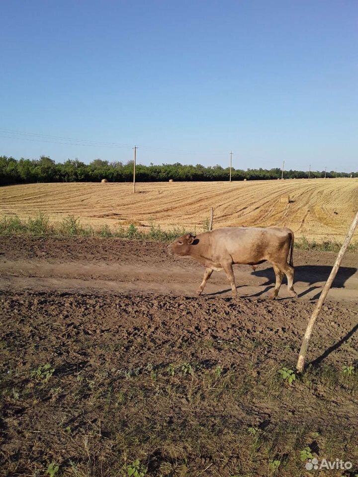 Бычки коровы купить на Зозу.ру - фотография № 2