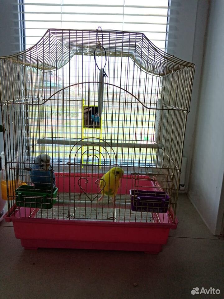 Волнистые попугаи с клеткой купить на Зозу.ру - фотография № 2