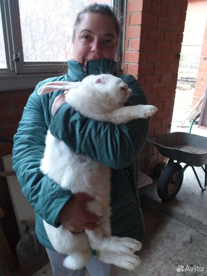 Продам кроликов,крольчат купить на Зозу.ру - фотография № 4