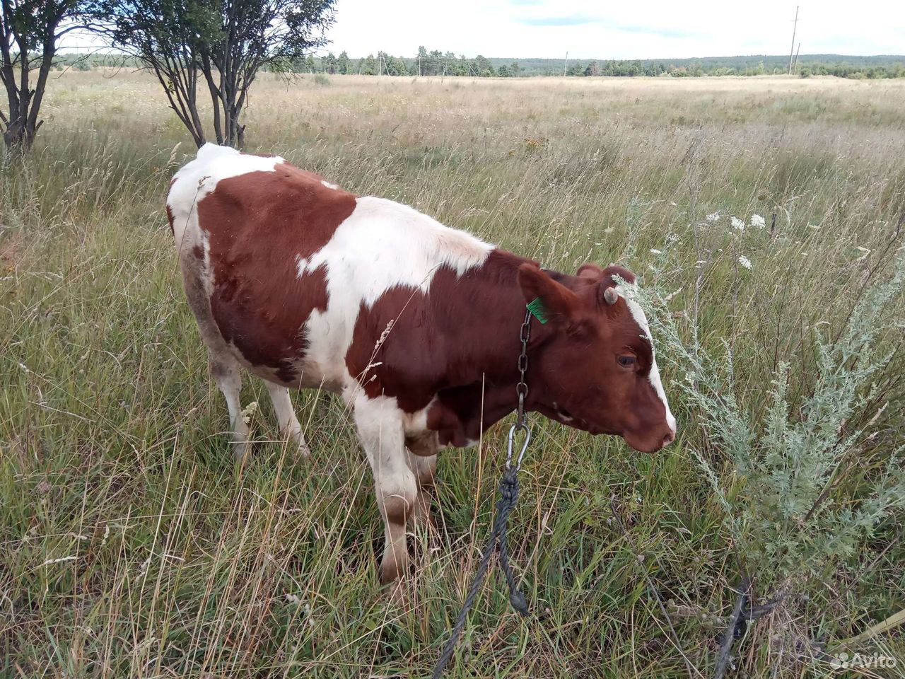 Корова и 2 бычка купить на Зозу.ру - фотография № 8