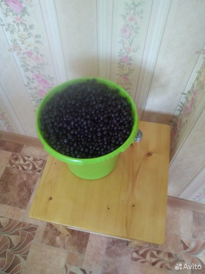 Черника ягоды купить на Зозу.ру - фотография № 2