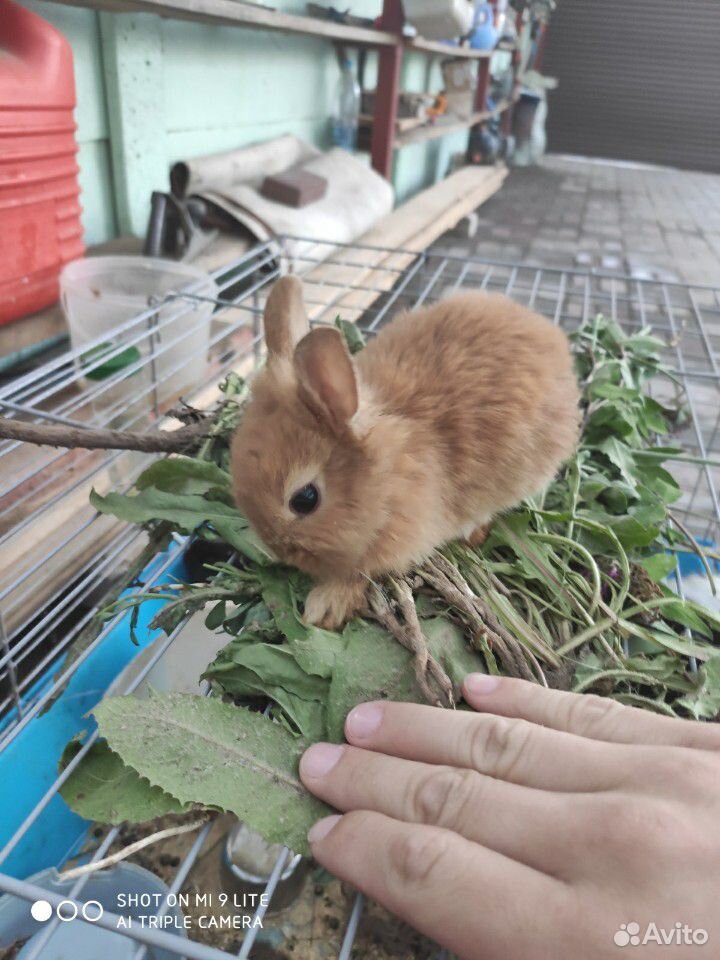 Декларативные кролики купить на Зозу.ру - фотография № 2
