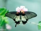 Живые бабочки из Филиппин Everes argiades объявление продам
