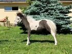 Американская миниатюрная лошадь меньше пони объявление продам